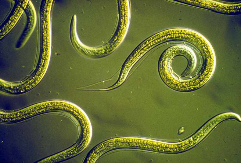 Nematodai