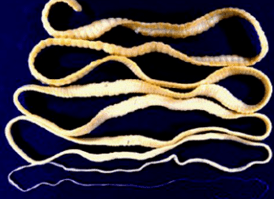 TSEPNI