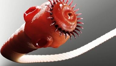 parazitų tipai žmogaus organizme