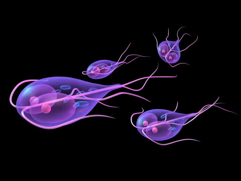 Giardia iš žmogaus kūno
